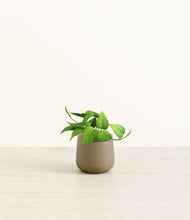 Load image into Gallery viewer, Olive*****Profile
