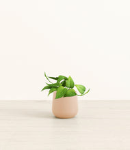 Load image into Gallery viewer, Gentle Pink*****Profile

