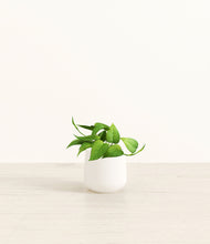Load image into Gallery viewer, White*****Profile
