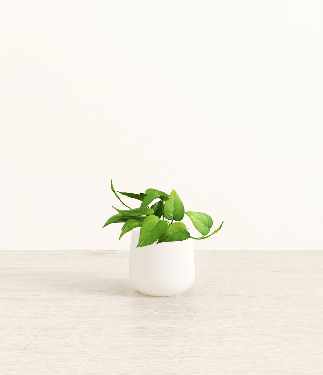 White*****Profile