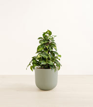 Load image into Gallery viewer, Sage Green*****Profile
