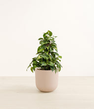 Load image into Gallery viewer, Sandy Pink*****Profile
