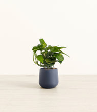 Load image into Gallery viewer, Deep Navy*****Profile
