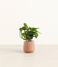Load image into Gallery viewer, Calm Rose*****Profile
