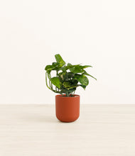 Load image into Gallery viewer, Earth Red*****Profile
