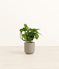 Load image into Gallery viewer, Sage Green*****Profile
