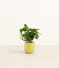 Load image into Gallery viewer, Key Lime Yellow*****Profile
