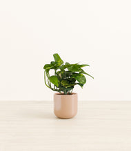 Load image into Gallery viewer, Glossy Pink*****Profile
