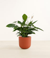 Load image into Gallery viewer, Earth Red*****Profile
