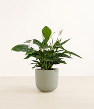 Load image into Gallery viewer, Sage Green*****Profile
