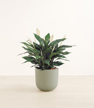 Load image into Gallery viewer, Sage Green*****Profile
