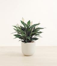 Load image into Gallery viewer, Natural Bamboo*****Profile
