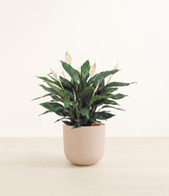 Load image into Gallery viewer, Sandy Pink*****Profile

