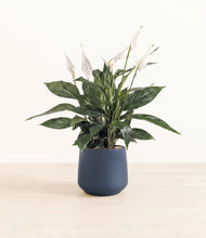 Load image into Gallery viewer, Deep Navy*****Profile
