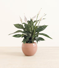 Load image into Gallery viewer, Calm Rose*****Profile
