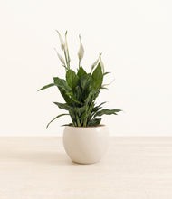 Load image into Gallery viewer, Shiny EggWhite*****Profile
