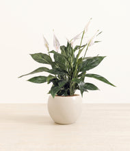 Load image into Gallery viewer, Shiny EggWhite*****Profile
