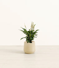 Load image into Gallery viewer, Almond Green*****Profile
