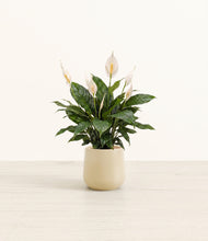 Load image into Gallery viewer, Almond Green*****Profile
