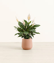 Load image into Gallery viewer, Calm Rose*****Profile
