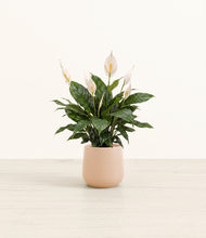 Load image into Gallery viewer, Gentle Pink*****Profile
