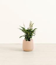 Load image into Gallery viewer, Gentle Pink*****Profile
