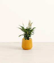 Load image into Gallery viewer, Mustard*****Profile
