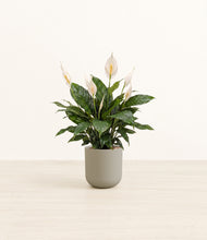 Load image into Gallery viewer, Sage Green*****Profile
