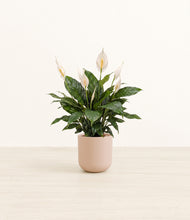 Load image into Gallery viewer, Sandy Pink*****Profile
