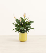 Load image into Gallery viewer, Key Lime Yellow*****Profile
