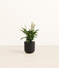 Load image into Gallery viewer, Stone Black*****Profile
