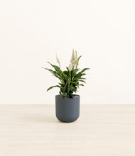 Load image into Gallery viewer, Iron Gray*****Profile
