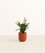 Load image into Gallery viewer, Earth Red*****Profile
