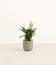Load image into Gallery viewer, Sage Green*****Profile
