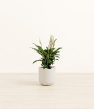 Load image into Gallery viewer, Natural Bamboo*****Profile
