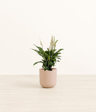 Load image into Gallery viewer, Sandy Pink*****Profile
