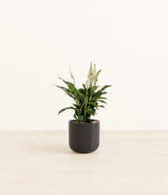 Load image into Gallery viewer, Stone Black*****Profile
