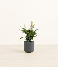 Load image into Gallery viewer, Iron Gray*****Profile
