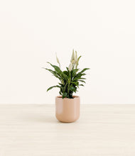 Load image into Gallery viewer, Glossy Pink*****Profile
