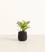 Load image into Gallery viewer, Black*****Profile
