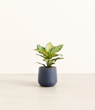 Load image into Gallery viewer, Deep Navy*****Profile
