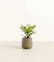 Load image into Gallery viewer, Olive*****Profile
