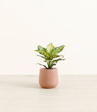 Load image into Gallery viewer, Calm Rose*****Profile
