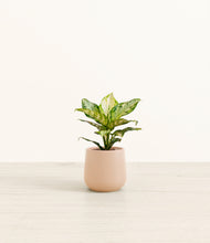 Load image into Gallery viewer, Gentle Pink*****Profile

