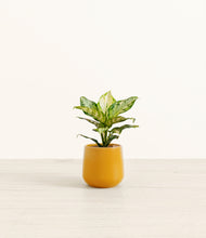 Load image into Gallery viewer, Mustard*****Profile
