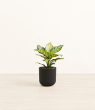 Load image into Gallery viewer, Stone Black*****Profile
