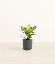 Load image into Gallery viewer, Iron Gray*****Profile
