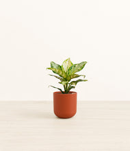 Load image into Gallery viewer, Earth Red*****Profile
