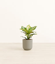 Load image into Gallery viewer, Sage Green*****Profile
