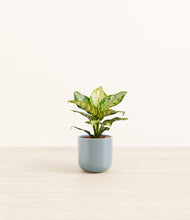 Load image into Gallery viewer, Misty Blue*****Profile
